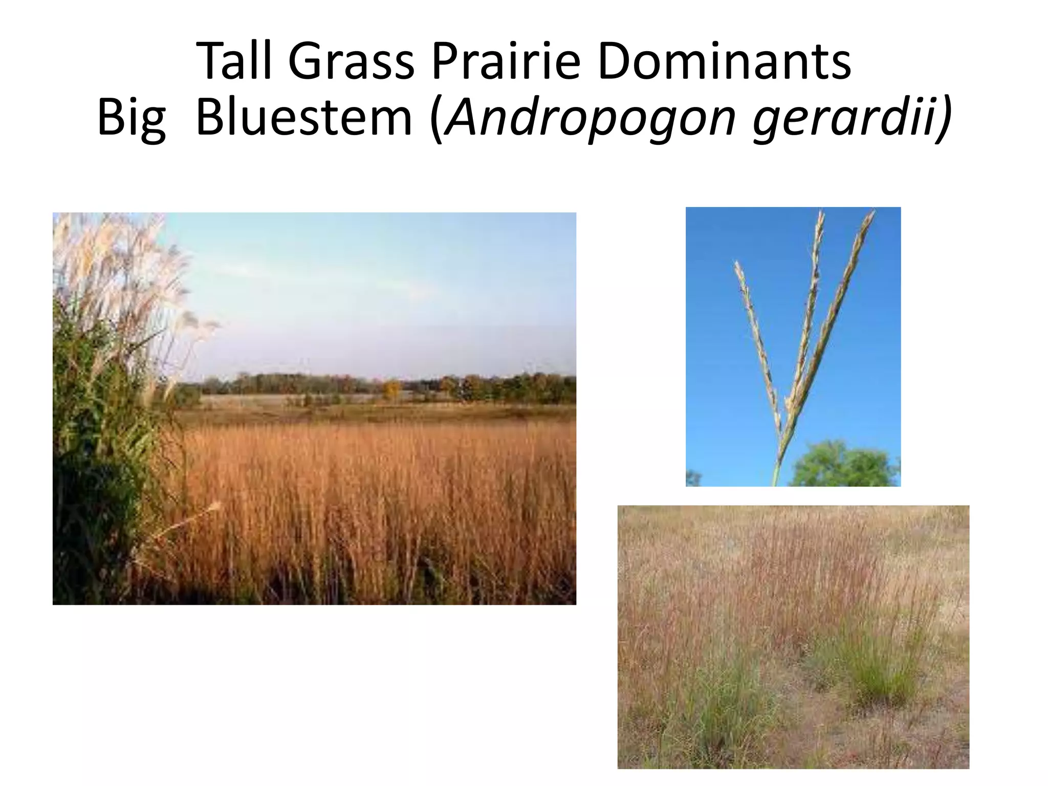 Tall Grass Prairie Dominants
Big Bluestem (Andropogon gerardii)
 