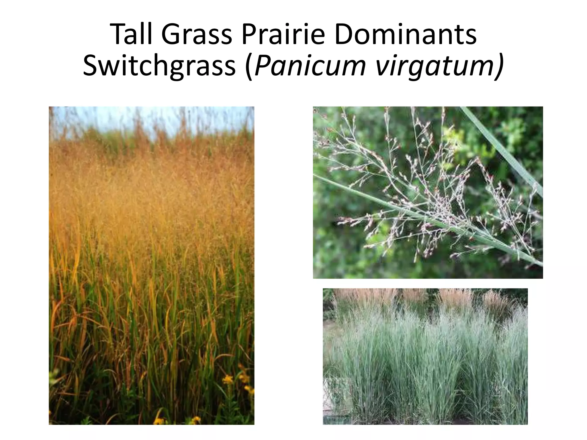 Tall Grass Prairie Dominants
Switchgrass (Panicum virgatum)
 