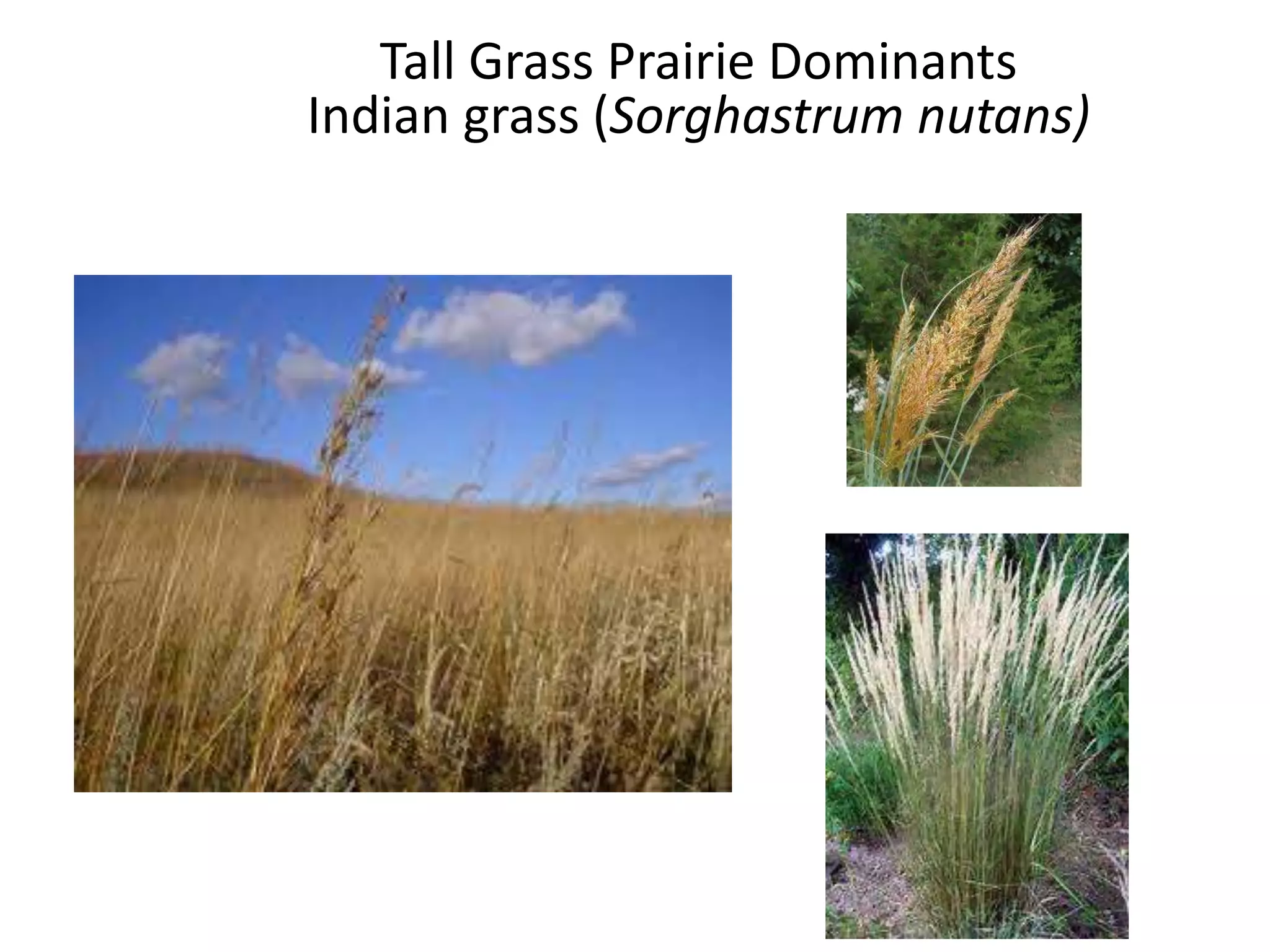 Tall Grass Prairie Dominants
Indian grass (Sorghastrum nutans)
 