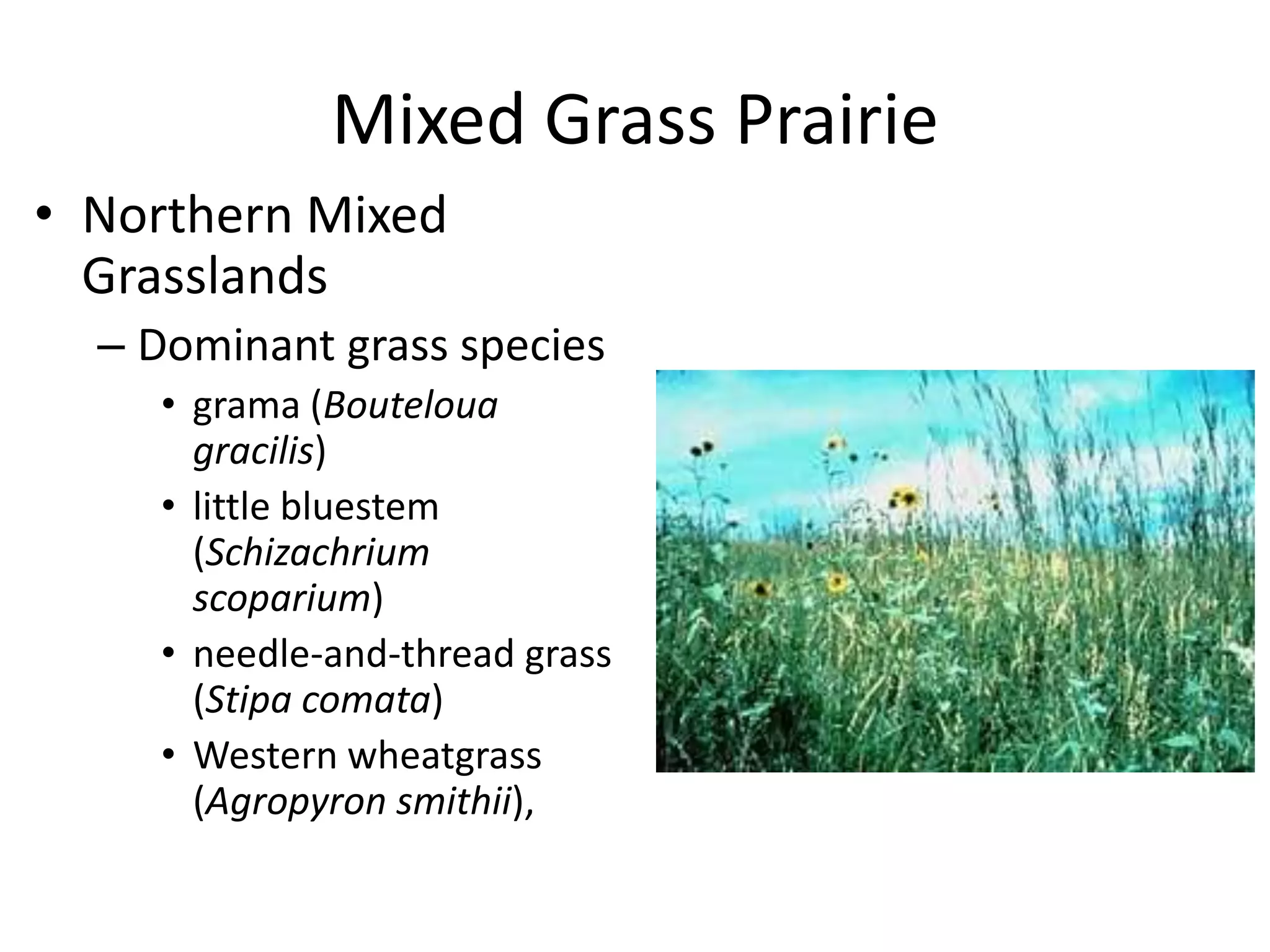 Mixed Grass Prairie
• Northern Mixed
  Grasslands
  – Dominant grass species
     • grama (Bouteloua
       gracilis)
     • little bluestem
       (Schizachrium
       scoparium)
     • needle-and-thread grass
       (Stipa comata)
     • Western wheatgrass
       (Agropyron smithii),
 