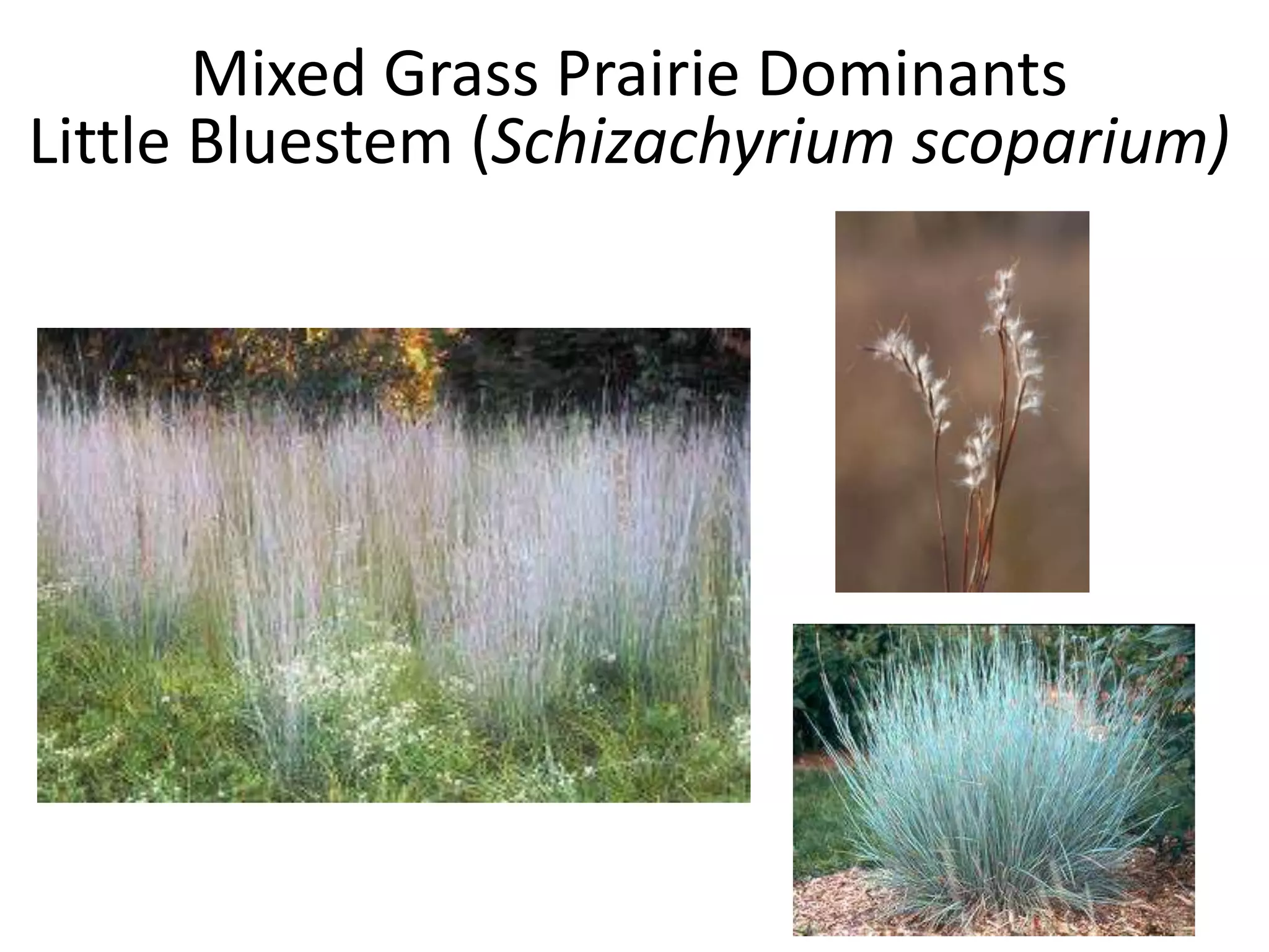 Mixed Grass Prairie Dominants
Little Bluestem (Schizachyrium scoparium)
 