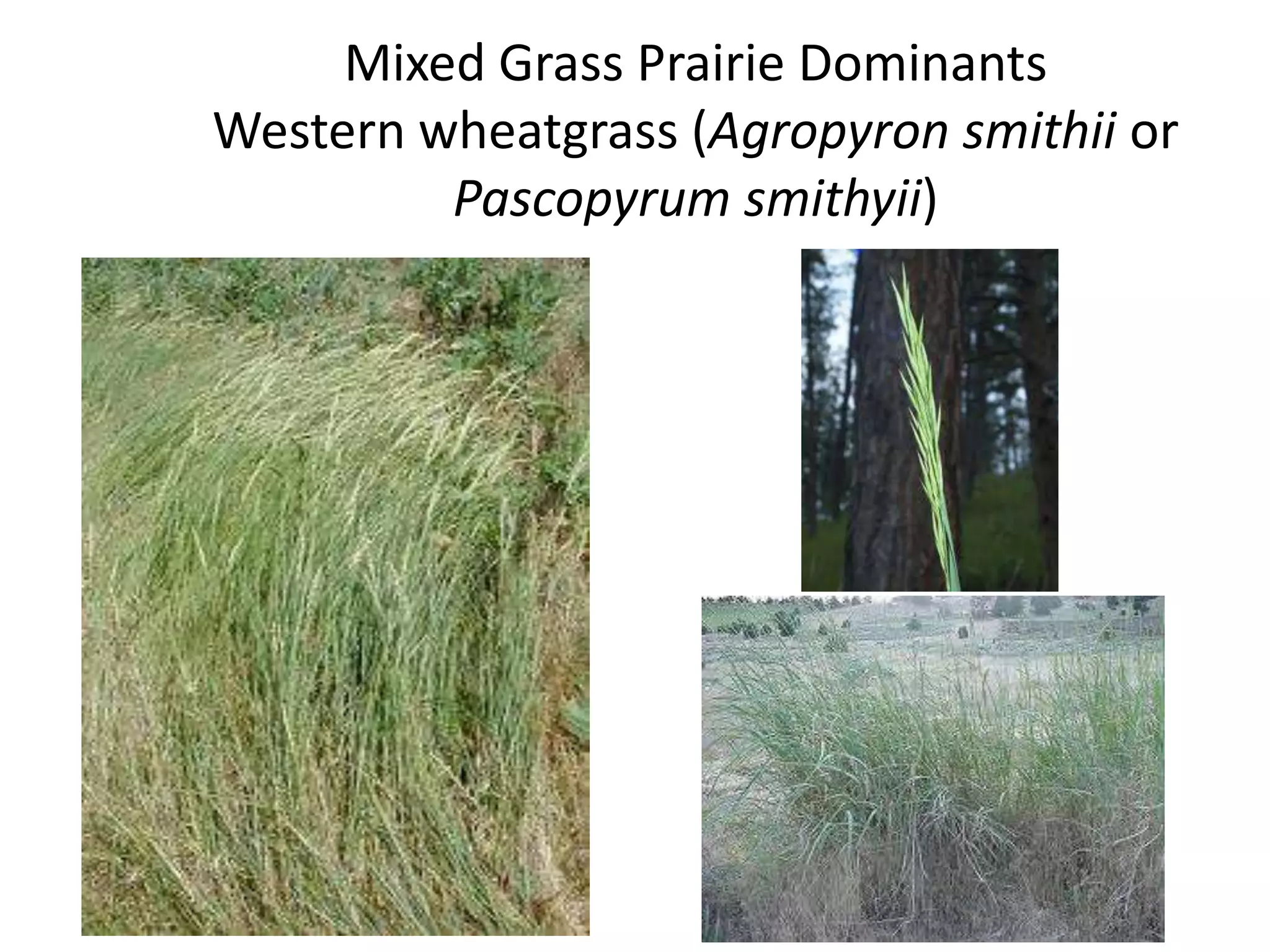Mixed Grass Prairie Dominants
Western wheatgrass (Agropyron smithii or
         Pascopyrum smithyii)
 