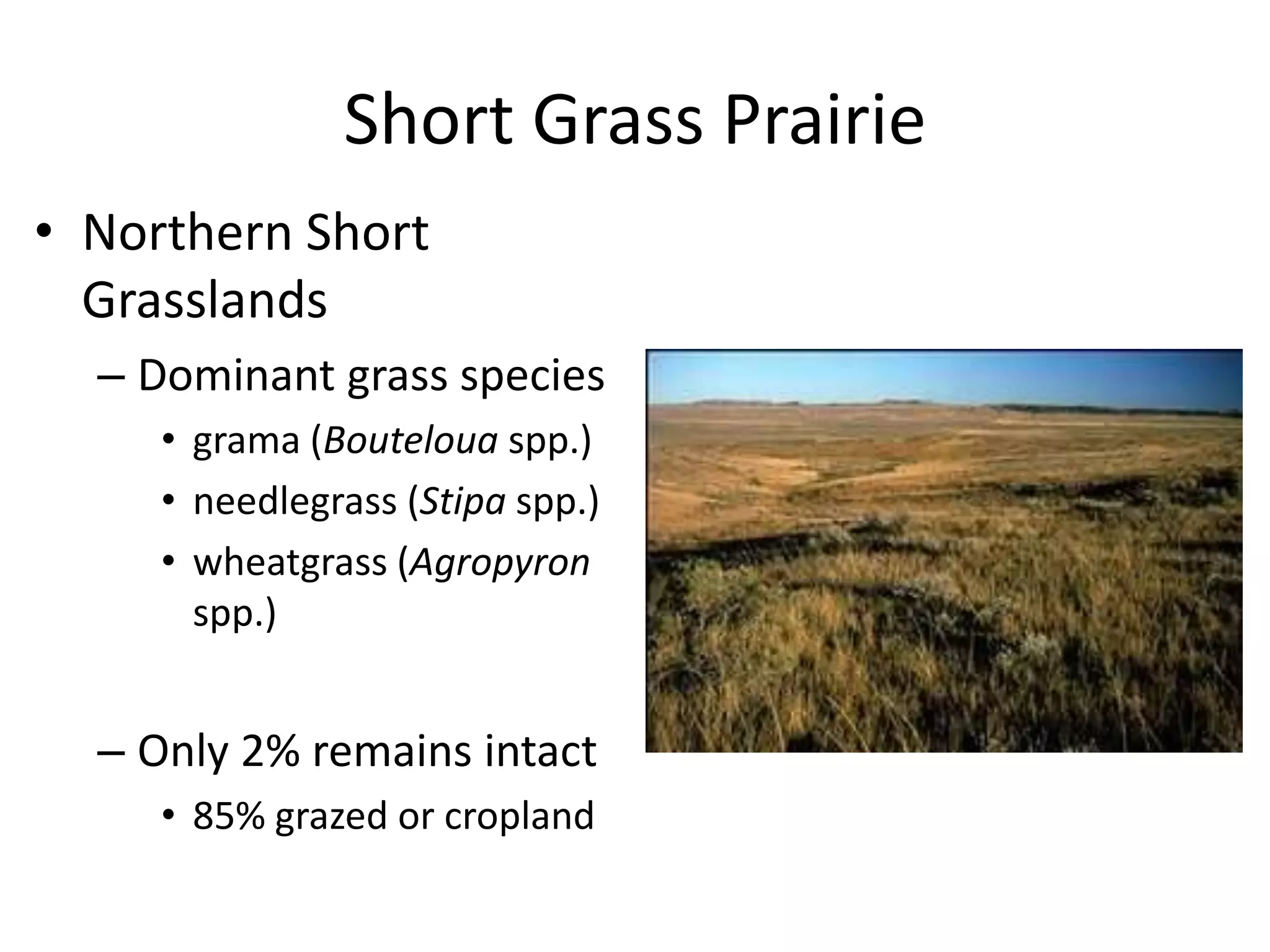 Short Grass Prairie
• Northern Short
  Grasslands
  – Dominant grass species
     • grama (Bouteloua spp.)
     • needlegrass (Stipa spp.)
     • wheatgrass (Agropyron
       spp.)


  – Only 2% remains intact
     • 85% grazed or cropland
 