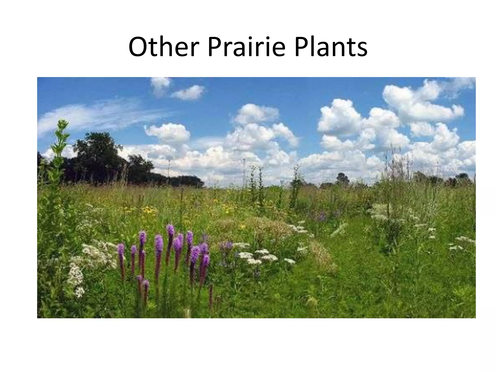 Other Prairie Plants
 