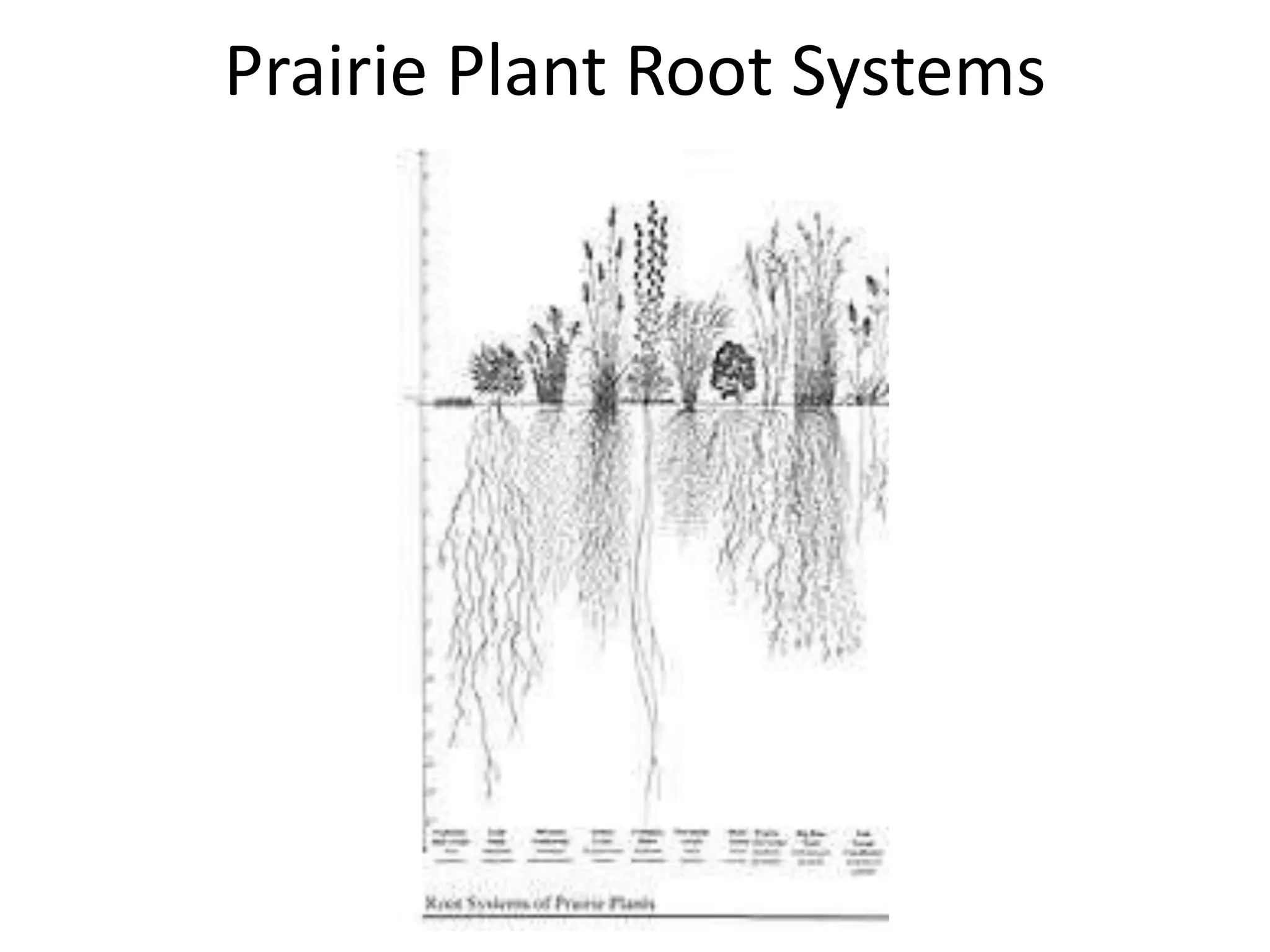 Prairie Plant Root Systems
 
