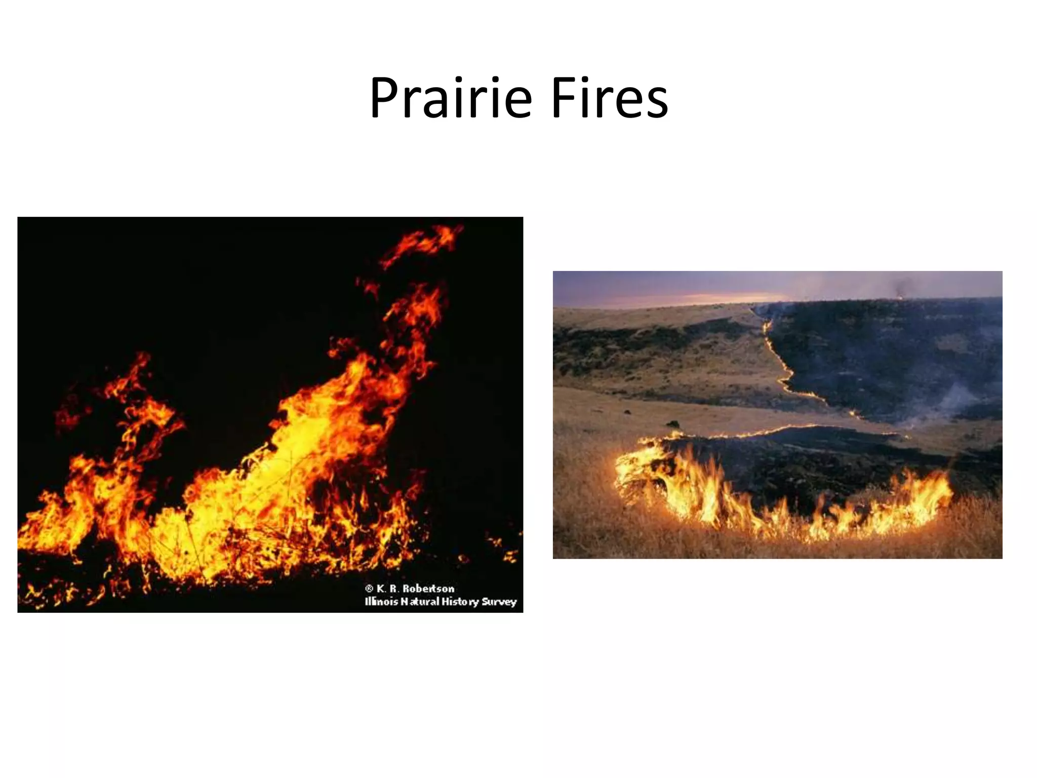 Prairie Fires
 