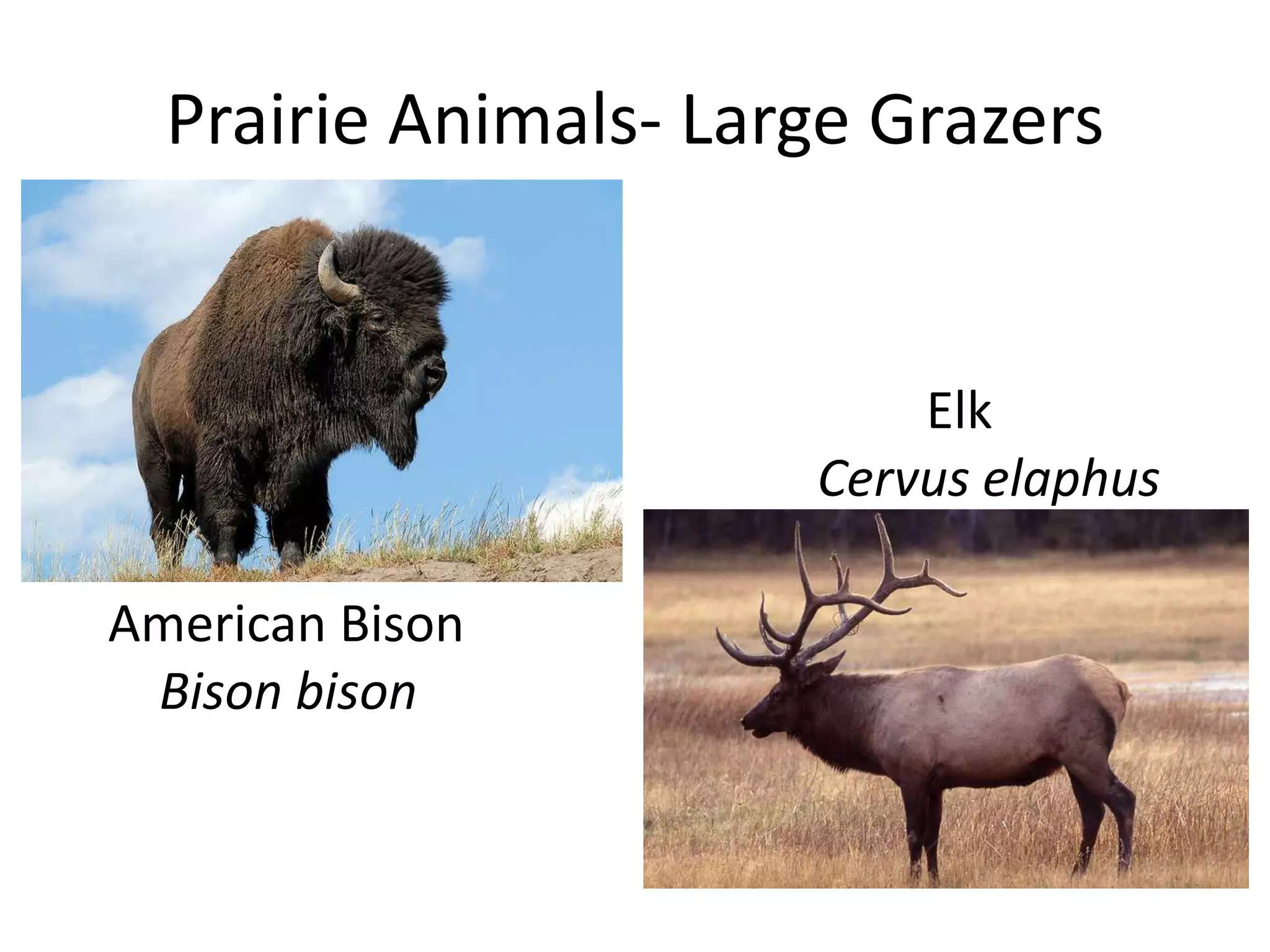 Prairie Animals- Large Grazers


                          Elk
                      Cervus elaphus

American Bison
 Bison bison
 