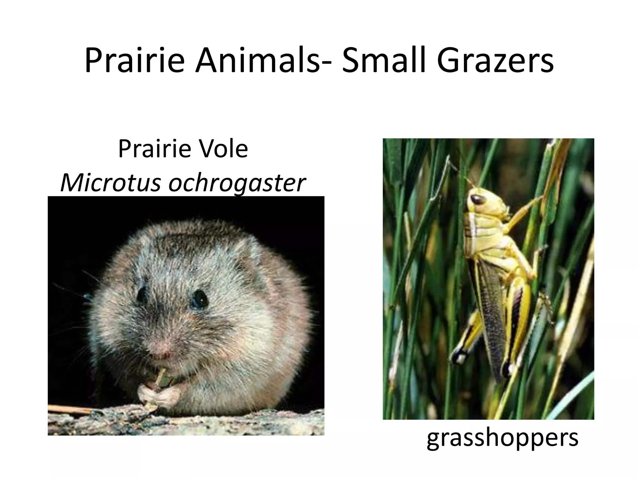Prairie Animals- Small Grazers

    Prairie Vole
Microtus ochrogaster




                       grasshoppers
 