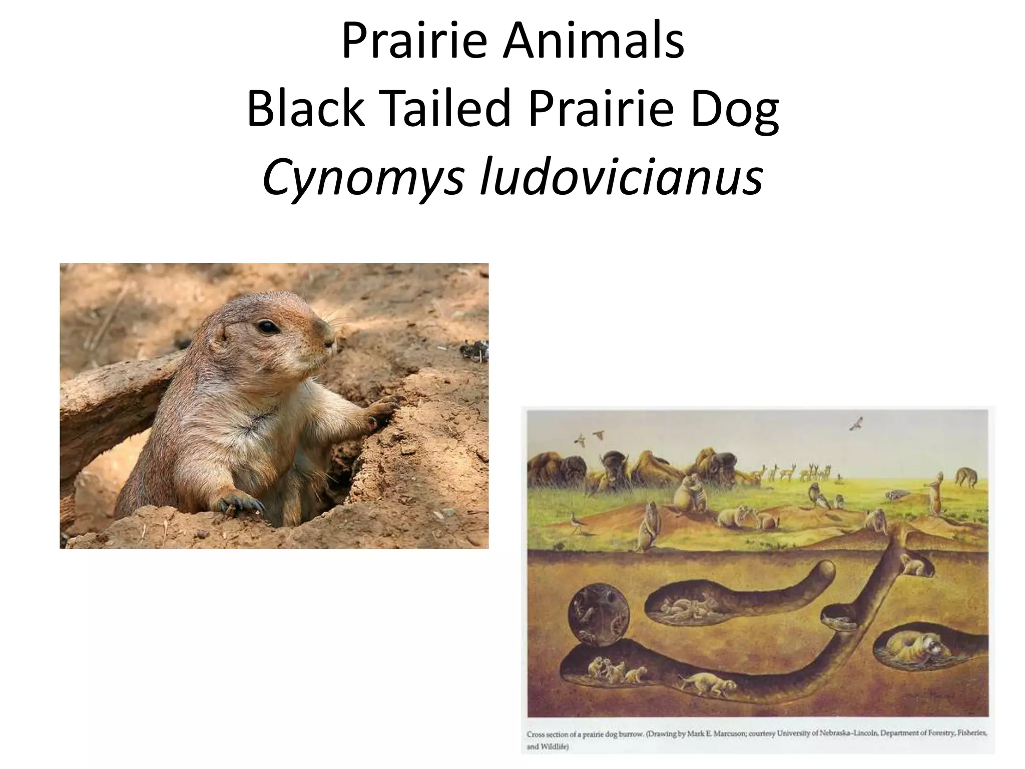 Prairie Animals
Black Tailed Prairie Dog
 Cynomys ludovicianus
 