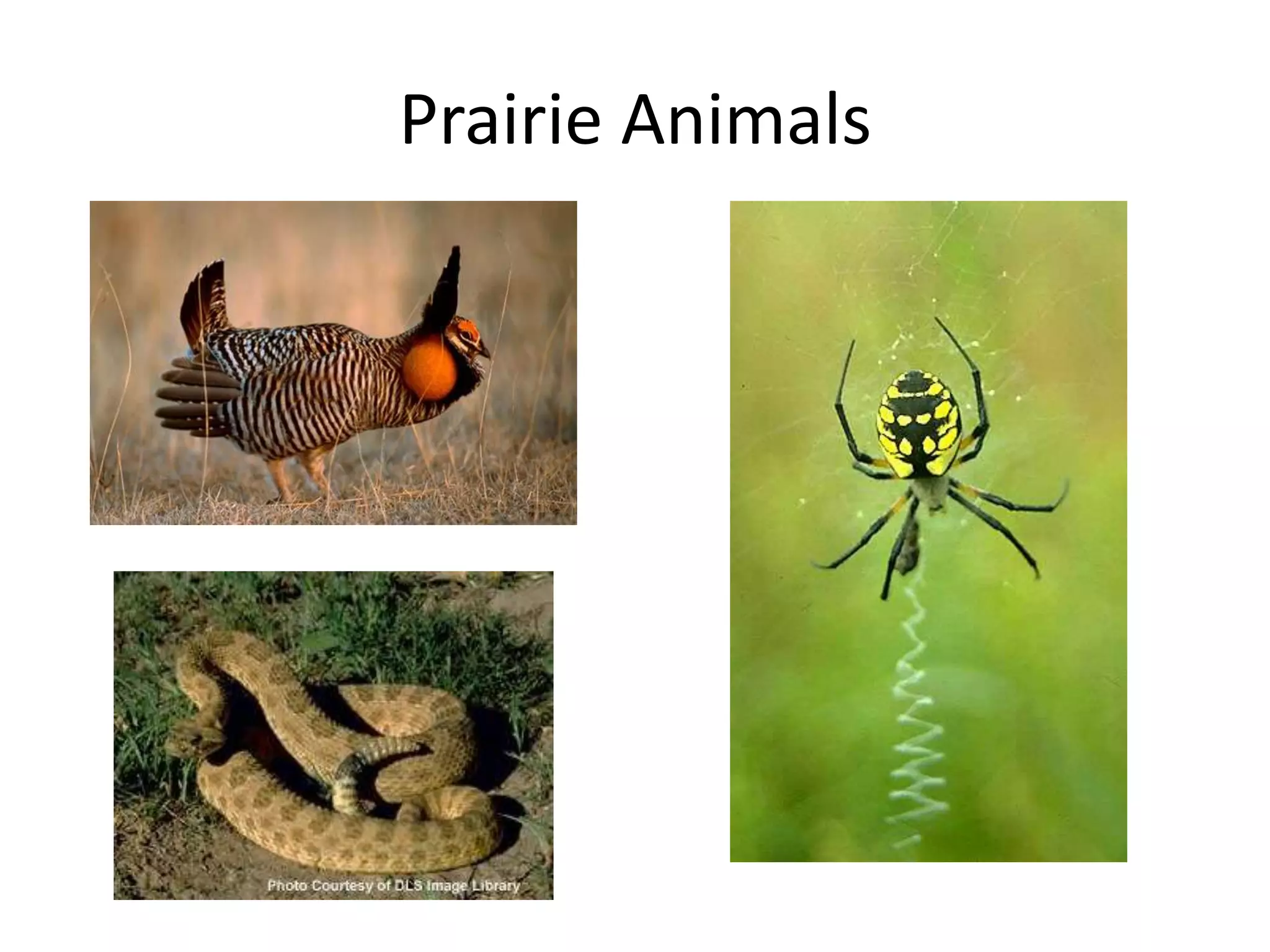 Prairie Animals
 