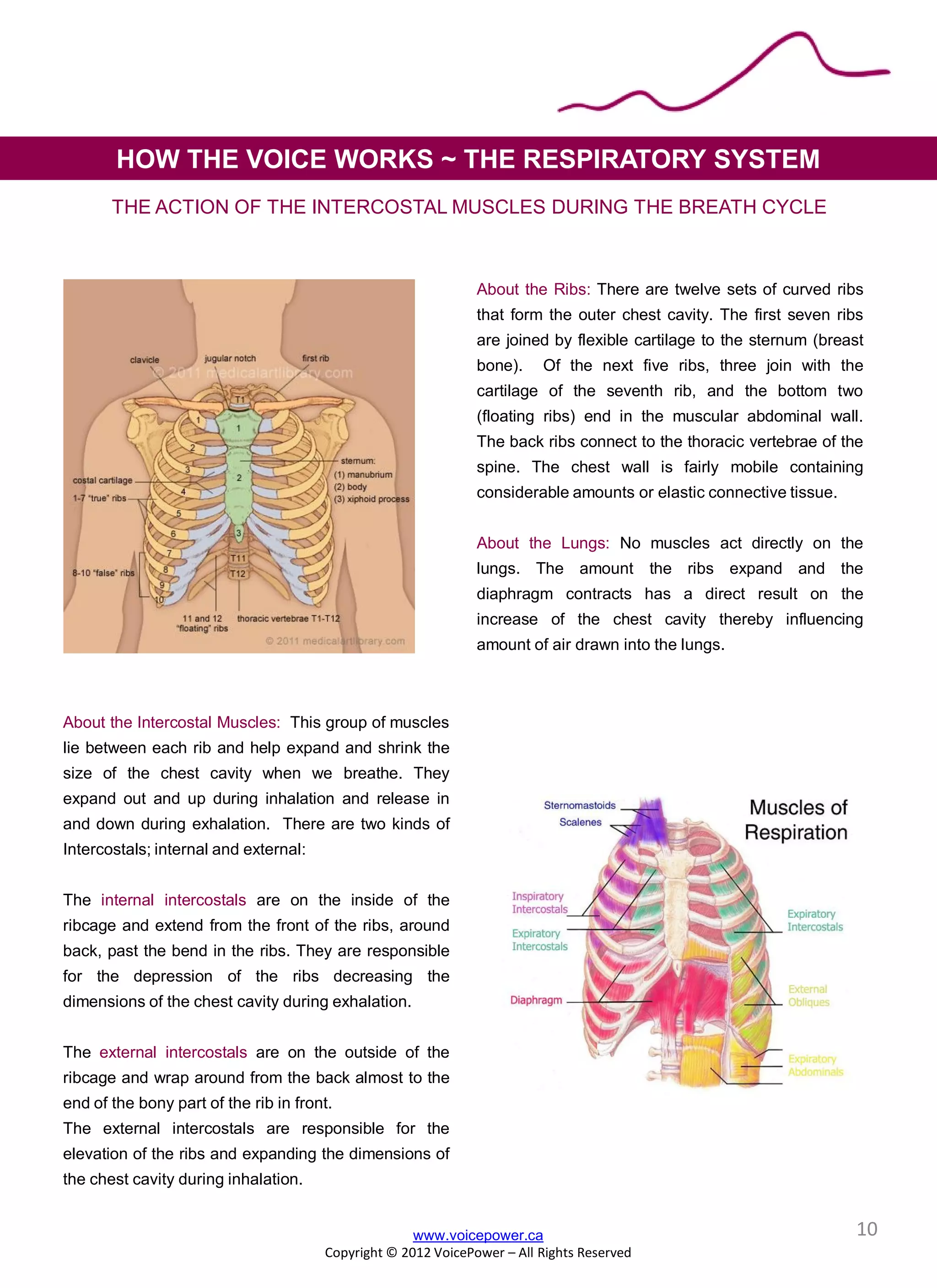 THE ACTION OF THE INTERCOSTAL MUSCLES DURING THE BREATH CYCLE
HOW THE VOICE WORKS ~ THE RESPIRATORY SYSTEM
About the Ribs: There are twelve sets of curved ribs
that form the outer chest cavity. The first seven ribs
are joined by flexible cartilage to the sternum (breast
bone). Of the next five ribs, three join with the
cartilage of the seventh rib, and the bottom two
(floating ribs) end in the muscular abdominal wall.
The back ribs connect to the thoracic vertebrae of the
spine. The chest wall is fairly mobile containing
considerable amounts or elastic connective tissue.
About the Lungs: No muscles act directly on the
lungs. The amount the ribs expand and the
diaphragm contracts has a direct result on the
increase of the chest cavity thereby influencing
amount of air drawn into the lungs.
About the Intercostal Muscles: This group of muscles
lie between each rib and help expand and shrink the
size of the chest cavity when we breathe. They
expand out and up during inhalation and release in
and down during exhalation. There are two kinds of
Intercostals; internal and external:
The internal intercostals are on the inside of the
ribcage and extend from the front of the ribs, around
back, past the bend in the ribs. They are responsible
for the depression of the ribs decreasing the
dimensions of the chest cavity during exhalation.
The external intercostals are on the outside of the
ribcage and wrap around from the back almost to the
end of the bony part of the rib in front.
The external intercostals are responsible for the
elevation of the ribs and expanding the dimensions of
the chest cavity during inhalation.
www.voicepower.ca
Copyright © 2012 VoicePower – All Rights Reserved
10
 