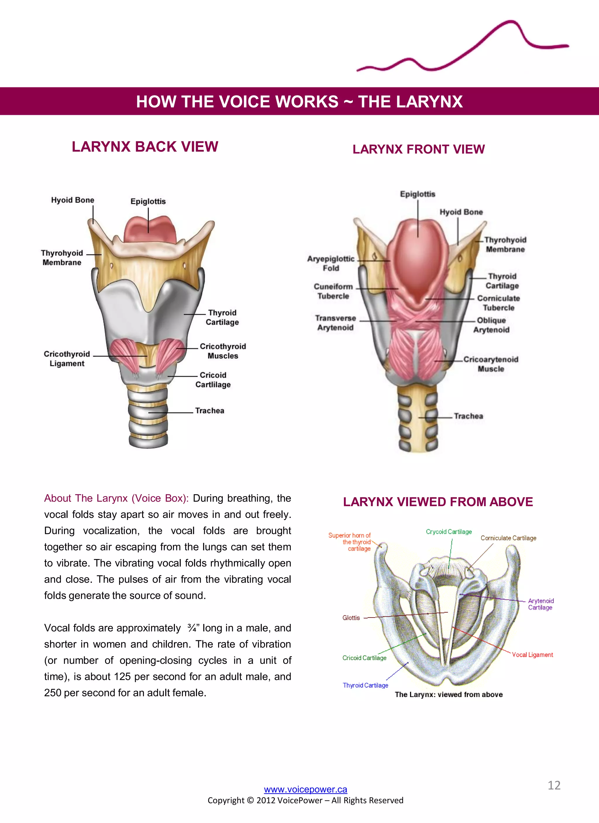 LARYNX BACK VIEW LARYNX FRONT VIEW
HOW THE VOICE WORKS ~ THE LARYNX
About The Larynx (Voice Box): During breathing, the
vocal folds stay apart so air moves in and out freely.
During vocalization, the vocal folds are brought
together so air escaping from the lungs can set them
to vibrate. The vibrating vocal folds rhythmically open
and close. The pulses of air from the vibrating vocal
folds generate the source of sound.
Vocal folds are approximately ¾” long in a male, and
shorter in women and children. The rate of vibration
(or number of opening-closing cycles in a unit of
time), is about 125 per second for an adult male, and
250 per second for an adult female.
www.voicepower.ca
Copyright © 2012 VoicePower – All Rights Reserved
LARYNX VIEWED FROM ABOVE
12
 