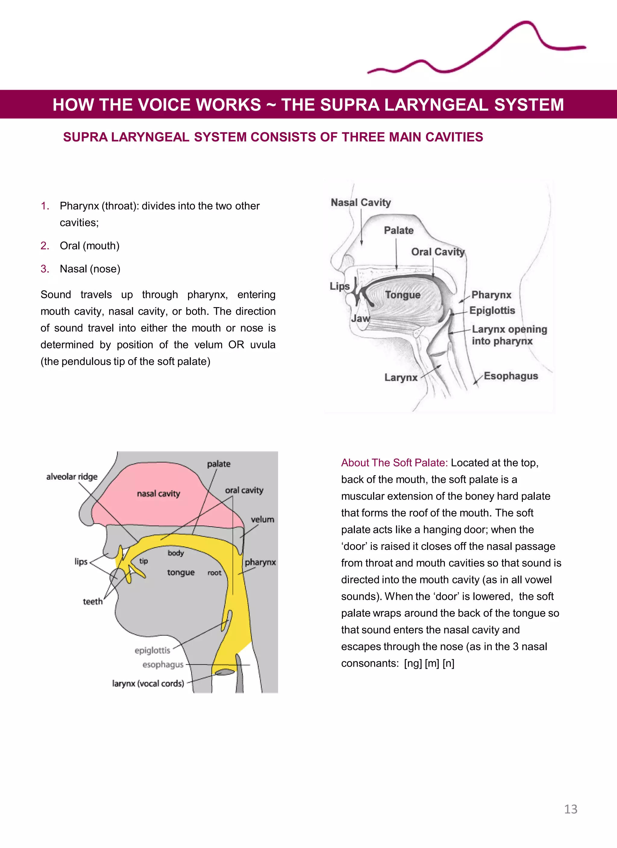 SUPRA LARYNGEAL SYSTEM CONSISTS OF THREE MAIN CAVITIES
1. Pharynx (throat): divides into the two other
cavities;
2. Oral (mouth)
3. Nasal (nose)
Sound travels up through pharynx, entering
mouth cavity, nasal cavity, or both. The direction
of sound travel into either the mouth or nose is
determined by position of the velum OR uvula
(the pendulous tip of the soft palate)
HOW THE VOICE WORKS ~ THE SUPRA LARYNGEAL SYSTEM
About The Soft Palate: Located at the top,
back of the mouth, the soft palate is a
muscular extension of the boney hard palate
that forms the roof of the mouth. The soft
palate acts like a hanging door; when the
‘door’ is raised it closes off the nasal passage
from throat and mouth cavities so that sound is
directed into the mouth cavity (as in all vowel
sounds). When the ‘door’ is lowered, the soft
palate wraps around the back of the tongue so
that sound enters the nasal cavity and
escapes through the nose (as in the 3 nasal
consonants: [ng] [m] [n]
13
 