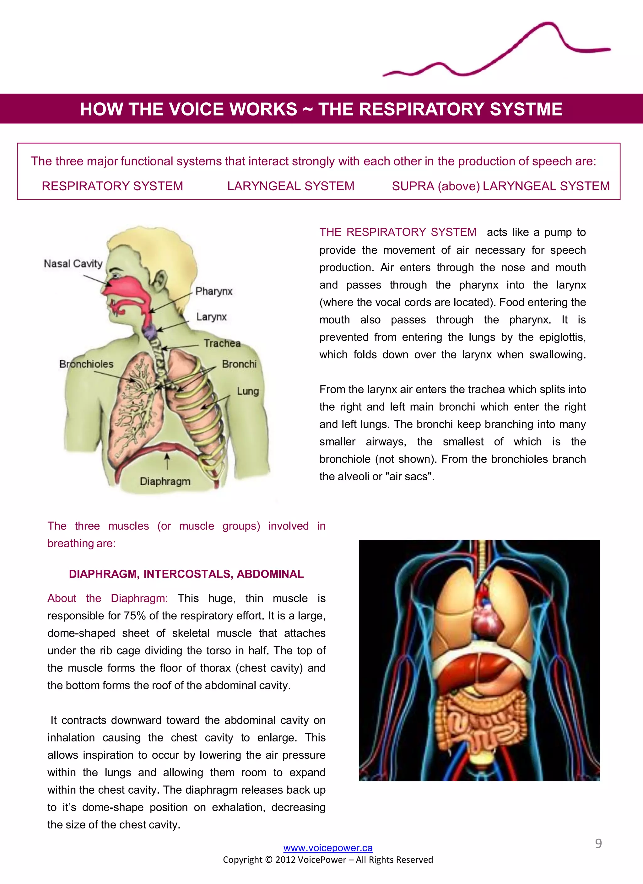 THE RESPIRATORY SYSTEM acts like a pump to
provide the movement of air necessary for speech
production. Air enters through the nose and mouth
and passes through the pharynx into the larynx
(where the vocal cords are located). Food entering the
mouth also passes through the pharynx. It is
prevented from entering the lungs by the epiglottis,
which folds down over the larynx when swallowing.
From the larynx air enters the trachea which splits into
the right and left main bronchi which enter the right
and left lungs. The bronchi keep branching into many
smaller airways, the smallest of which is the
bronchiole (not shown). From the bronchioles branch
the alveoli or "air sacs".
The three major functional systems that interact strongly with each other in the production of speech are:
RESPIRATORY SYSTEM LARYNGEAL SYSTEM SUPRA (above) LARYNGEAL SYSTEM
The three muscles (or muscle groups) involved in
breathing are:
DIAPHRAGM, INTERCOSTALS, ABDOMINAL
About the Diaphragm: This huge, thin muscle is
responsible for 75% of the respiratory effort. It is a large,
dome-shaped sheet of skeletal muscle that attaches
under the rib cage dividing the torso in half. The top of
the muscle forms the floor of thorax (chest cavity) and
the bottom forms the roof of the abdominal cavity.
It contracts downward toward the abdominal cavity on
inhalation causing the chest cavity to enlarge. This
allows inspiration to occur by lowering the air pressure
within the lungs and allowing them room to expand
within the chest cavity. The diaphragm releases back up
to it’s dome-shape position on exhalation, decreasing
the size of the chest cavity.
HOW THE VOICE WORKS ~ THE RESPIRATORY SYSTME
www.voicepower.ca
Copyright © 2012 VoicePower – All Rights Reserved
9
 