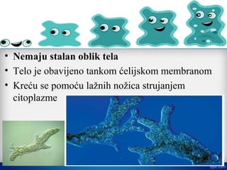 • Nemaju stalan oblik tela
• Telo je obavijeno tankom ćelijskom membranom
• Kreću se pomoću lažnih nožica strujanjem
citoplazme
 