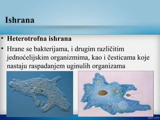 Ishrana
• Heterotrofna ishrana
• Hrane se bakterijama, i drugim različitim
jednoćelijskim organizmima, kao i česticama koje
nastaju raspadanjem uginulih organizama
 