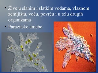 • Žive u slanim i slatkim vodama, vlažnom
zemljištu, voću, povrću i u telu drugih
organizama
• Parazitske amebe
 