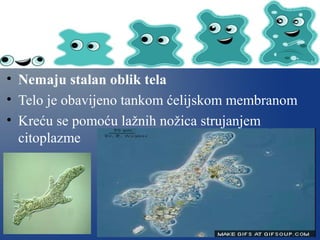 • Nemaju stalan oblik tela
• Telo je obavijeno tankom ćelijskom membranom
• Kreću se pomoću lažnih nožica strujanjem
citoplazme
 