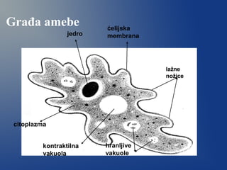 Građa amebe ćelijska
membrana
lažne
nožice
kontraktilna
vakuola
hranljive
vakuole
jedro
citoplazma
 