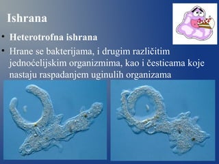 Ishrana
• Heterotrofna ishrana
• Hrane se bakterijama, i drugim različitim
jednoćelijskim organizmima, kao i česticama koje
nastaju raspadanjem uginulih organizama
 