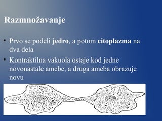 Razmnožavanje
• Prvo se podeli jedro, a potom citoplazma na
dva dela
• Kontraktilna vakuola ostaje kod jedne
novonastale amebe, a druga ameba obrazuje
novu
 