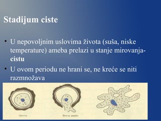 Stadijum ciste
• U nepovoljnim uslovima života (suša, niske
temperature) ameba prelazi u stanje mirovanja-
cistu
• U ovom periodu ne hrani se, ne kreće se niti
razmnožava
 