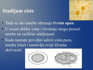Stadijum ciste
• Tada se oko amebe obrazuje čvrsta opna
• U ovom obliku vetar i životinje mogu preneti
amebe na različite udaljenosti
• Kada nastupe povoljni uslovi cista puca,
ameba izlazi i nastavlja svoje životne
aktivnosti
 