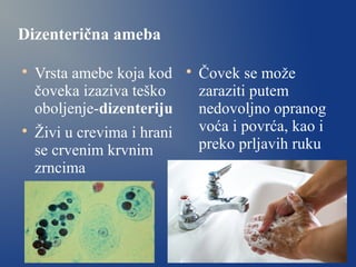 Dizenterična ameba

Vrsta amebe koja kod
čoveka izaziva teško
oboljenje-dizenteriju

Živi u crevima i hrani
se crvenim krvnim
zrncima

Čovek se može
zaraziti putem
nedovoljno opranog
voća i povrća, kao i
preko prljavih ruku
 