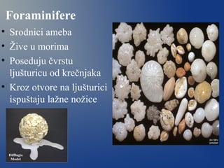 Foraminifere
• Srodnici ameba
• Žive u morima
• Poseduju čvrstu
ljušturicu od krečnjaka
• Kroz otvore na ljušturici
ispuštaju lažne nožice
 