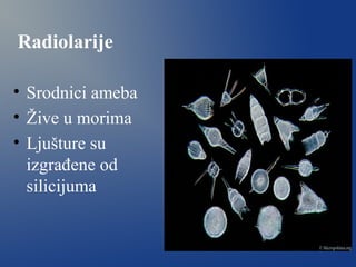 Radiolarije
• Srodnici ameba
• Žive u morima
• Ljušture su
izgrađene od
silicijuma
 