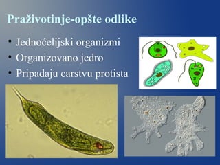 Praživotinje-opšte odlike
• Jednoćelijski organizmi
• Organizovano jedro
• Pripadaju carstvu protista
 