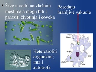 • Žive u vodi, na vlažnim
mestima a mogu biti i
paraziti životinja i čoveka
Poseduju
hranljive vakuole
Heterotrofni
organizmi;
ima i
autotrofa
 