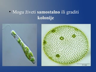 • Mogu živeti samostalno ili graditi
kolonije
 