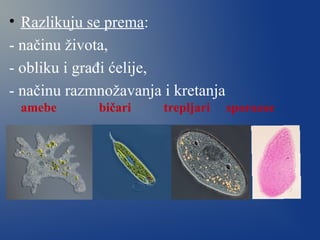 • Razlikuju se prema:
- načinu života,
- obliku i građi ćelije,
- načinu razmnožavanja i kretanja
amebe bičari trepljari sporozoe
 