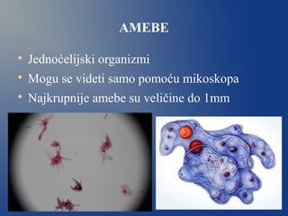 AMEBE

Jednoćelijski organizmi

Mogu se videti samo pomoću mikoskopa

Najkrupnije amebe su veličine do 1mm
 