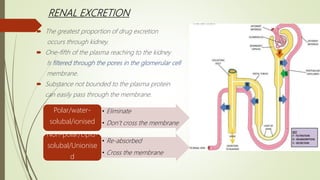 RENAL EXCRETION
 The greatest proportion of drug excretion
occurs through kidney.
 One-fifth of the plasma reaching to the kidney
Is filtered through the pores in the glomerular cell
membrane.
 Substance not bounded to the plasma protein
can easily pass through the membrane.
• Eliminate
• Don’t cross the membrane
Polar/water-
solubal/ionised
• Re-absorbed
• Cross the membrane
Non-polar/Lipid-
solubal/Unionise
d
 