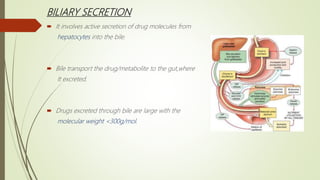 BILIARY SECRETION
 It involves active secretion of drug molecules from
hepatocytes into the bile.
 Bile transport the drug/metabolite to the gut,where
It excreted.
 Drugs excreted through bile are large with the
molecular weight <300g/mol.
 