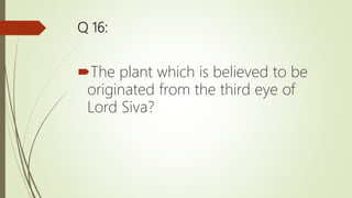 Q 16:
The plant which is believed to be
originated from the third eye of
Lord Siva?
 