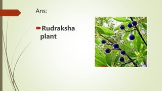 Ans:
Rudraksha
plant
 