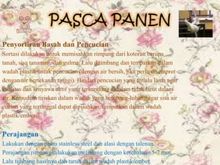 Budidaya Jahe Merah | PPTX