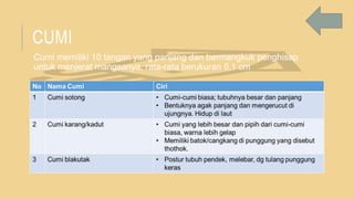 CUMI
Cumi memiliki 10 tangan yang panjang dan bermangkuk penghisap
untuk menjerat mangsanya. rata-rata berukuran 5,1 cm
 