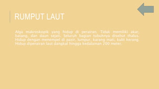 RUMPUT LAUT
Alga makroskopik yang hidup di perairan. Tidak memiliki akar,
batang, dan daun sejati. Seluruh bagian tubuhnya disebut thalus.
Hidup dengan menempel di pasir, lumpur, karang mati, kulit kerang.
Hidup diperairan laut dangkal hingga kedalaman 200 meter.
 
