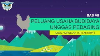 PELUANG USAHA BUDIDAYA UNGGAS PEDAGING