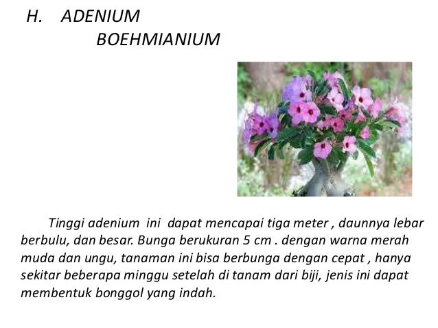 Tanaman Adenium Prakarya Jenis Jenis Dan Contohnya