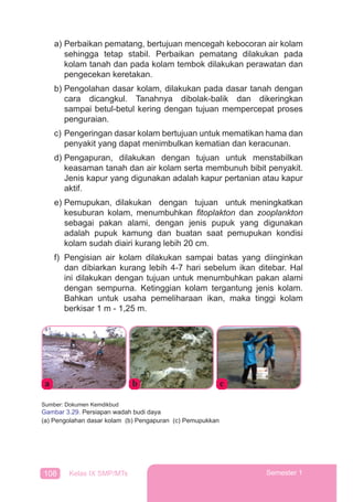 108 Kelas IX SMP/MTs Semester 1
a) Perbaikan pematang, bertujuan mencegah kebocoran air kolam
sehingga tetap stabil. Perbaikan pematang dilakukan pada
kolam tanah dan pada kolam tembok dilakukan perawatan dan
pengecekan keretakan.
b) Pengolahan dasar kolam, dilakukan pada dasar tanah dengan
cara dicangkul. Tanahnya dibolak-balik dan dikeringkan
sampai betul-betul kering dengan tujuan mempercepat proses
penguraian.
c) Pengeringan dasar kolam bertujuan untuk mematikan hama dan
penyakit yang dapat menimbulkan kematian dan keracunan.
d) Pengapuran, dilakukan dengan tujuan untuk menstabilkan
keasaman tanah dan air kolam serta membunuh bibit penyakit.
Jenis kapur yang digunakan adalah kapur pertanian atau kapur
aktif.
e) Pemupukan, dilakukan dengan tujuan untuk meningkatkan
kesuburan kolam, menumbuhkan ﬁtoplakton dan zooplankton
sebagai pakan alami, dengan jenis pupuk yang digunakan
adalah pupuk kamung dan buatan saat pemupukan kondisi
kolam sudah diairi kurang lebih 20 cm.
f) Pengisian air kolam dilakukan sampai batas yang diinginkan
dan dibiarkan kurang lebih 4-7 hari sebelum ikan ditebar. Hal
ini dilakukan dengan tujuan untuk menumbuhkan pakan alami
dengan sempurna. Ketinggian kolam tergantung jenis kolam.
Bahkan untuk usaha pemeliharaan ikan, maka tinggi kolam
berkisar 1 m - 1,25 m.
a b c
Sumber: Dokumen Kemdikbud
Gambar 3.29. Persiapan wadah budi daya
(a) Pengolahan dasar kolam (b) Pengapuran (c) Pemupukkan
 