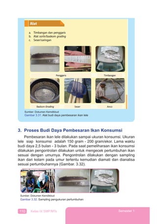 110 Kelas IX SMP/MTs Semester 1
3. Proses Budi Daya Pembesaran Ikan Konsumsi
Pembesaran ikan lele dilakukan sampai ukuran konsumsi. Ukuran
lele siap konsumsi adalah 150 gram - 200 gram/ekor. Lama waktu
budi daya 2,5 bulan - 3 bulan. Pada saat pemeliharaan ikan konsumsi
dilakukan pengontrolan dilakukan untuk mengecek pertumbuhan ikan
sesuai dengan umurnya. Pengontrolan dilakukan dengan sampling
ikan dari kolam pada umur tertentu kemudian diamati dan dianalisa
sesuai pertumbuhannya (Gambar. 3.32).
Sumber: Dokumen Kemdikbud
Gambar 3.32. Sampling pengukuran pertumbuhan
Sumber: Dokumen Kemdikbud
Gambar 3.31. Alat budi daya pembesaran ikan lele
 