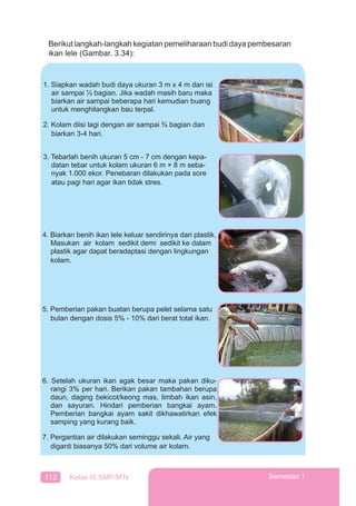 112 Kelas IX SMP/MTs Semester 1
Berikut langkah-langkah kegiatan pemeliharaan budi daya pembesaran
ikan lele (Gambar. 3.34):
1. Siapkan wadah budi daya ukuran 3 m x 4 m dan isi
air sampai ½ bagian. Jika wadah masih baru maka
biarkan air sampai beberapa hari kemudian buang
untuk menghilangkan bau terpal.
2. Kolam diisi lagi dengan air sampai ¾ bagian dan
biarkan 3-4 hari.
3. Tebarlah benih ukuran 5 cm - 7 cm dengan kepa-
datan tebar untuk kolam ukuran 6 m × 8 m seba-
nyak 1.000 ekor. Penebaran dilakukan pada sore
atau pagi hari agar ikan tidak stres.
6. Setelah ukuran ikan agak besar maka pakan diku-
rangi 3% per hari. Berikan pakan tambahan berupa
daun, daging bekicot/keong mas, limbah ikan asin,
dan sayuran. Hindari pemberian bangkai ayam.
Pemberian bangkai ayam sakit dikhawatirkan efek
samping yang kurang baik.
7. Pergantian air dilakukan seminggu sekali. Air yang
diganti biasanya 50% dari volume air kolam.
4. Biarkan benih ikan lele keluar sendirinya dari plastik.
Masukan air kolam sedikit demi sedikit ke dalam
plastik agar dapat beradaptasi dengan lingkungan
kolam.
5. Pemberian pakan buatan berupa pelet selama satu
bulan dengan dosis 5% - 10% dari berat total ikan.
 
