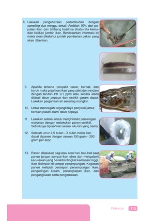 113Prakarya
8. Lakukan pengontrolan pertumbuhan dengan
sampling dua minggu sekali. Ambilah 10% dari po-
pulasi ikan dan timbang hasilnya dirata-rata kemu-
dian kalikan jumlah ikan. Berdasarkan informasi ini
maka akan diketahui jumlah pemberian pakan yang
akan diberikan.
9. Apabila terkena penyakit cacar, bercak, dan
borok maka pisahkan ikan yang sakit dan rendam
dengan larutan PK 0,1 ppm atau secara alami
diobati daun pepaya dan sedikit garam dapur.
Lakukan pergantian air sesering mungkin.
10. Untuk mencegah terjangkitnya penyakit jamur,
berikan pakan alami daun pepaya.
13. Panen dilakukan pagi atau sore hari, hati-hati saat
panen jangan sampai ikan stres dan mengalami
kerusakan yang berakibat tingkat kematian tinggi.
Ikan disimpan di tempat penampungan. Kegiatan
panen meliputi persiapan penampungan ikan,
pengeringan kolam, penangkapan ikan, dan
pengangkutan serta pengemasan.
11. Lakukan seleksi untuk menghindari persaingan
makanan dengan melakukan panen selektif.
Sebaiknya dipisahkan sesuai ukuran yang sama.
12. Setelah umur 2,5 bulan - 3 bulan maka ikan
dapat dipanen dengan ukuran 150 gram - 200
gram per ekor.
 