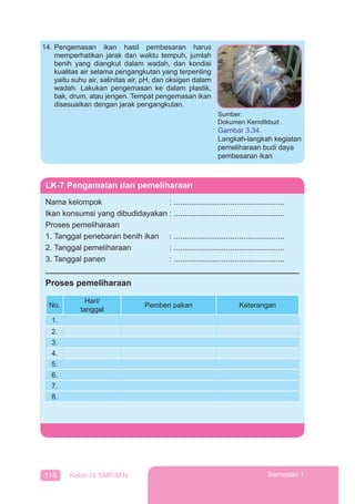 114 Kelas IX SMP/MTs Semester 1
14. Pengemasan ikan hasil pembesaran harus
memperhatikan jarak dan waktu tempuh, jumlah
benih yang diangkut dalam wadah, dan kondisi
kualitas air selama pengangkutan yang terpenting
yaitu suhu air, salinitas air, pH, dan oksigen dalam
wadah. Lakukan pengemasan ke dalam plastik,
bak, drum, atau jerigen. Tempat pengemasan ikan
disesuaikan dengan jarak pengangkutan.
Sumber:
Dokumen Kemdikbud
Gambar 3.34.
Langkah-langkah kegiatan
pemeliharaan budi daya
pembesaran ikan
LK-7 Pengamatan dan pemeliharaan
Nama kelompok : ...................................................
Ikan konsumsi yang dibudidayakan : ...................................................
Proses pemeliharaan
1. Tanggal penebaran benih ikan : ...................................................
2. Tanggal pemeliharaan : ...................................................
3. Tanggal panen : ...................................................
Proses pemeliharaan
No.
Hari/
tanggal
Pemberi pakan Keterangan
1.
2.
3.
4.
5.
6.
7.
8.
 