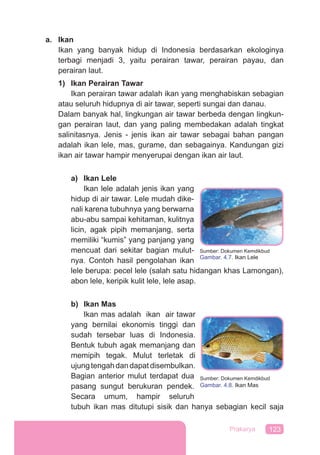 123Prakarya
a. Ikan
Ikan yang banyak hidup di Indonesia berdasarkan ekologinya
terbagi menjadi 3, yaitu perairan tawar, perairan payau, dan
perairan laut.
1) Ikan Perairan Tawar
Ikan perairan tawar adalah ikan yang menghabiskan sebagian
atau seluruh hidupnya di air tawar, seperti sungai dan danau.
Dalam banyak hal, lingkungan air tawar berbeda dengan lingkun-
gan perairan laut, dan yang paling membedakan adalah tingkat
salinitasnya. Jenis - jenis ikan air tawar sebagai bahan pangan
adalah ikan lele, mas, gurame, dan sebagainya. Kandungan gizi
ikan air tawar hampir menyerupai dengan ikan air laut.
a) Ikan Lele
Ikan lele adalah jenis ikan yang
hidup di air tawar. Lele mudah dike-
nali karena tubuhnya yang berwarna
abu-abu sampai kehitaman, kulitnya
licin, agak pipih memanjang, serta
memiliki “kumis” yang panjang yang
mencuat dari sekitar bagian mulut-
nya. Contoh hasil pengolahan ikan
lele berupa: pecel lele (salah satu hidangan khas Lamongan),
abon lele, keripik kulit lele, lele asap.
b) Ikan Mas
Ikan mas adalah ikan air tawar
yang bernilai ekonomis tinggi dan
sudah tersebar luas di Indonesia.
Bentuk tubuh agak memanjang dan
memipih tegak. Mulut terletak di
ujung tengah dan dapat disembulkan.
Bagian anterior mulut terdapat dua
pasang sungut berukuran pendek.
Secara umum, hampir seluruh
tubuh ikan mas ditutupi sisik dan hanya sebagian kecil saja
Sumber: Dokumen Kemdikbud
Gambar. 4.7. Ikan Lele
Sumber: Dokumen Kemdikbud
Gambar. 4.8. Ikan Mas
 
